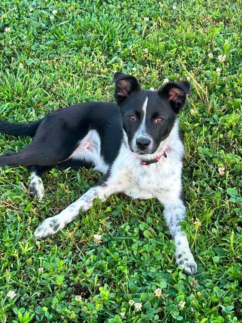 A young medium-sized female Australian Shepherd dog named Jolene for adoption in Columbia, MO