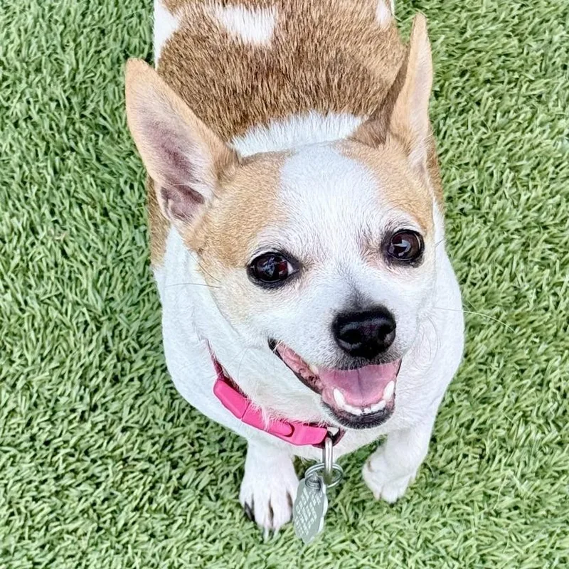 LillyMae