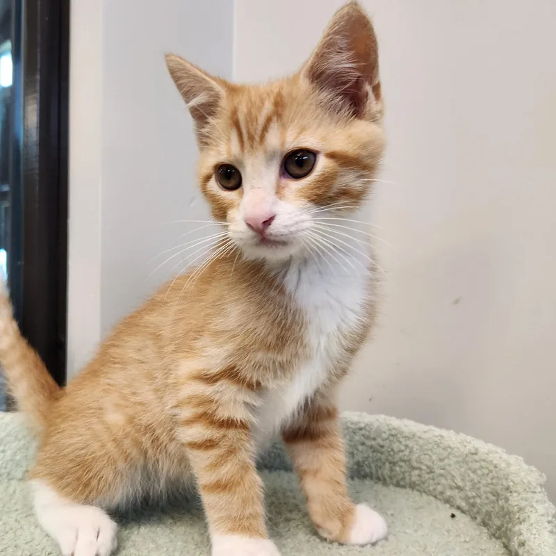 A baby medium-sized male Orange & White Domestic Short Hair cat named Matcha for adoption in Liberty, MO