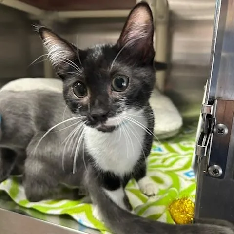A baby small-sized male Domestic Short Hair cat named Talon for adoption in Knoxville, TN