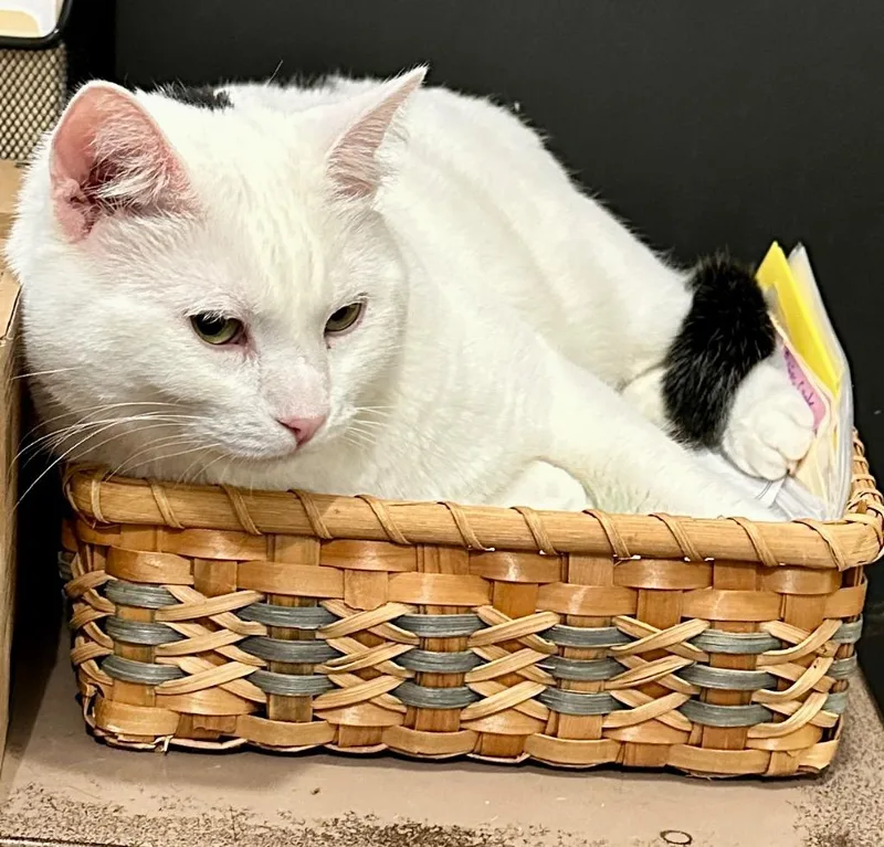 Carson aka Sebastian