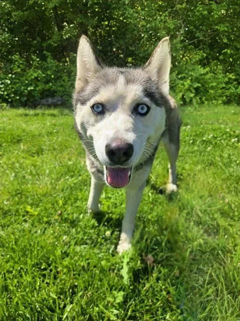 A young medium-sized female Siberian Husky dog named Mink for adoption in Olivette, MO