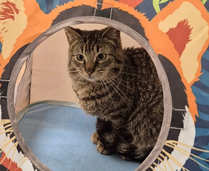 A young medium-sized male Domestic Short Hair cat named Arley for adoption in South Bend, IN