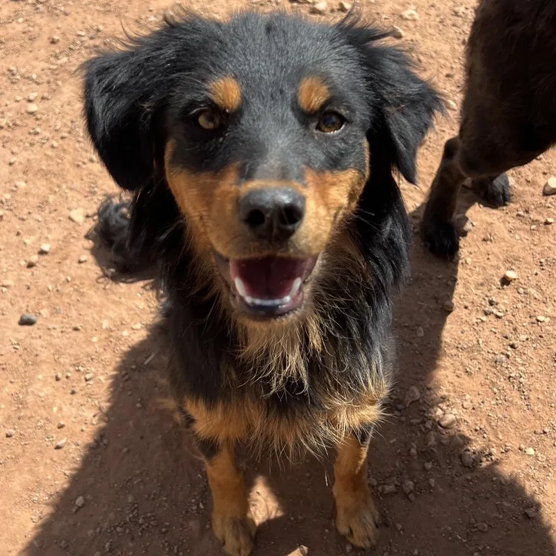 A young medium-sized female Black Mixed Breed dog named Grain Free for adoption in Moab, UT