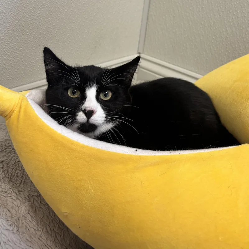 A baby medium-sized female Black & White / Tuxedo Domestic Short Hair cat named Cher for adoption in Fall River, MA