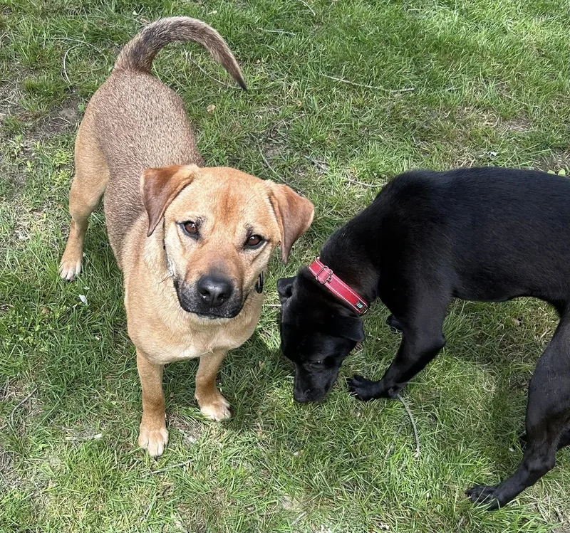 A young medium-sized female Black Labrador Retriever dog named Bonnie And Clyde for adoption in Rogersville, TN