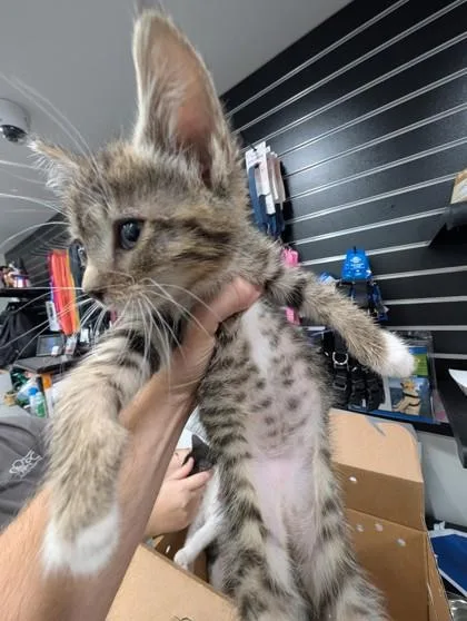 A baby small-sized female Domestic Short Hair cat named Aphrodite for adoption in West Chester, PA