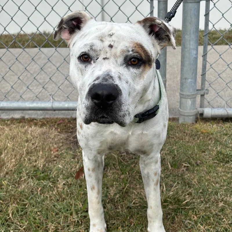An adult medium-sized male White / Cream Catahoula Leopard Dog dog named Ferdinan for adoption in League City, TX