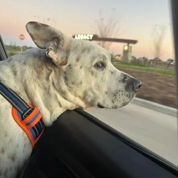 Ferdinan thumbnail 4