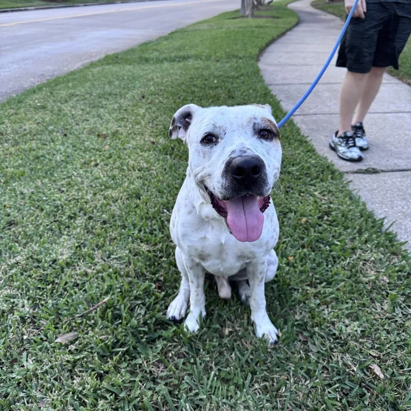 Ferdinan thumbnail 5