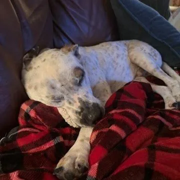 Ferdinan thumbnail 6