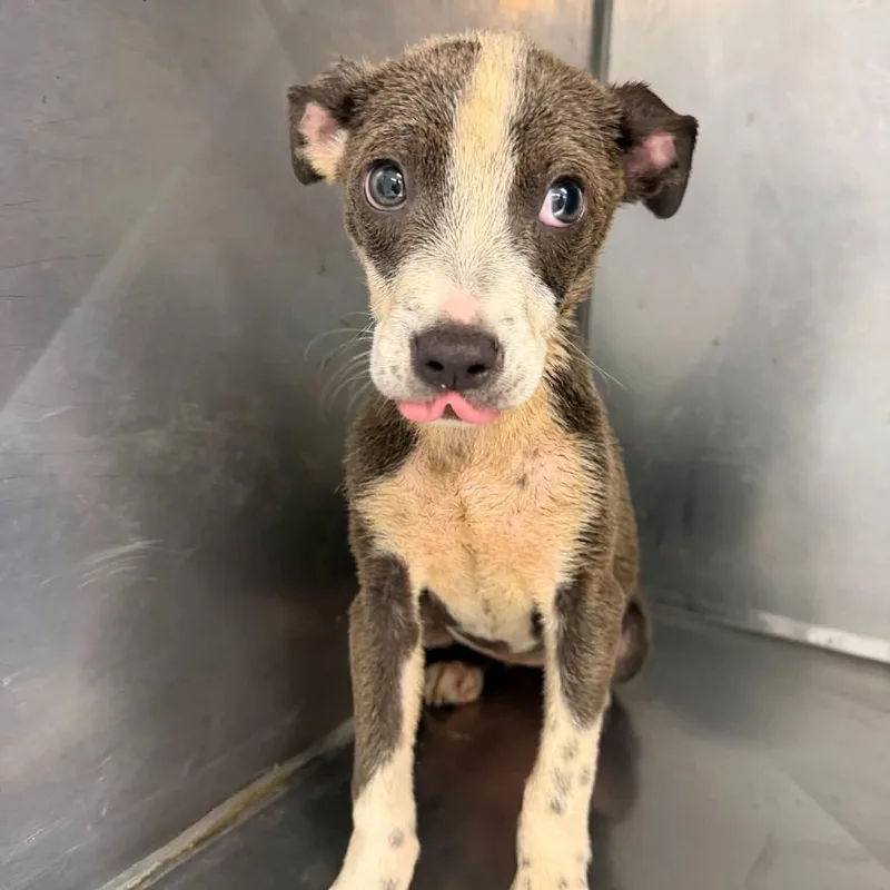 A baby small-sized female Gray / Blue / Silver Terrier dog named Venus for adoption in Clarksdale, MS