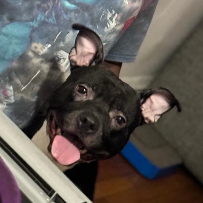 Atticus