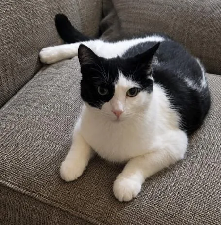A baby medium-sized female Domestic Short Hair cat named Thelma for adoption in Coldwater, MI