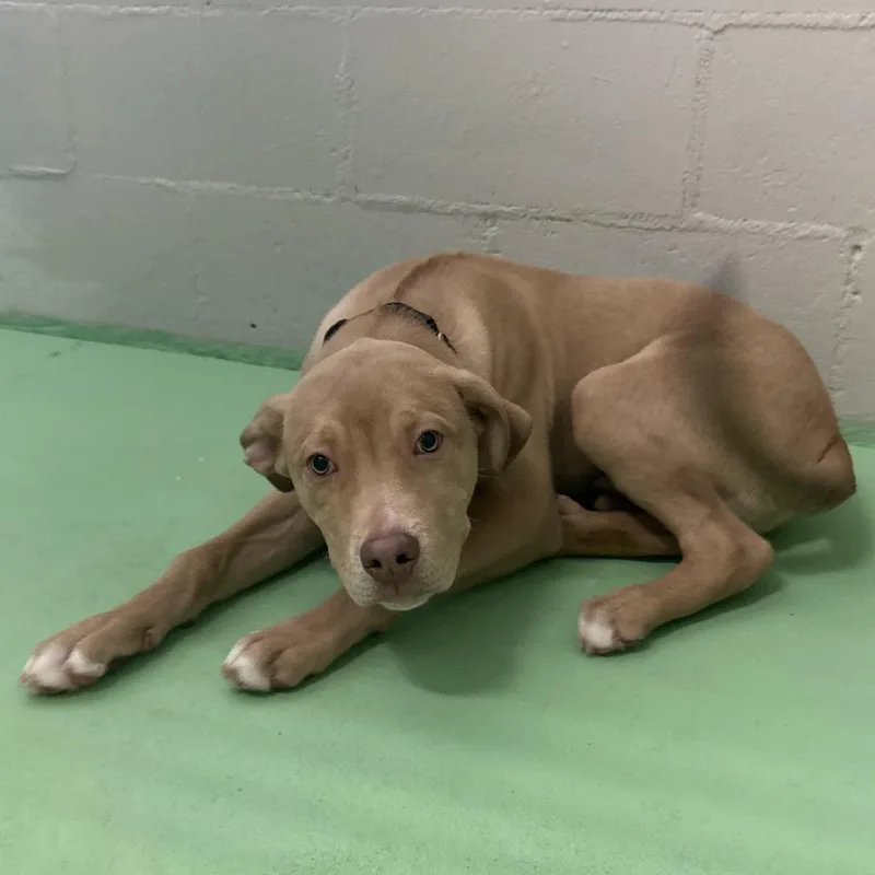 A baby medium-sized male Yellow / Tan / Blond / Fawn Shepherd dog named Milo for adoption in Enterprise, AL