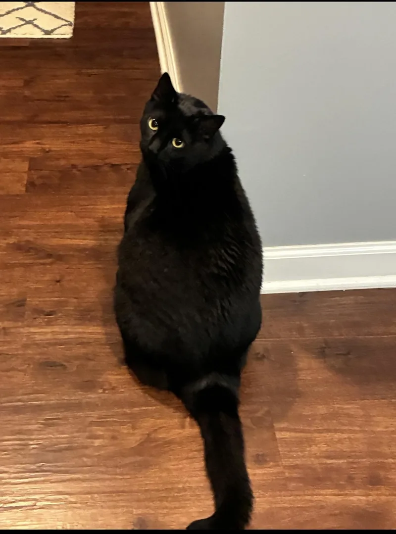 An adult medium-sized male Domestic Short Hair cat named Leroy for adoption in CANONSBURG, PA