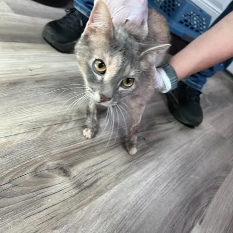 A baby medium-sized female Calico Domestic Short Hair cat named Kit for adoption in Bastrop, TX