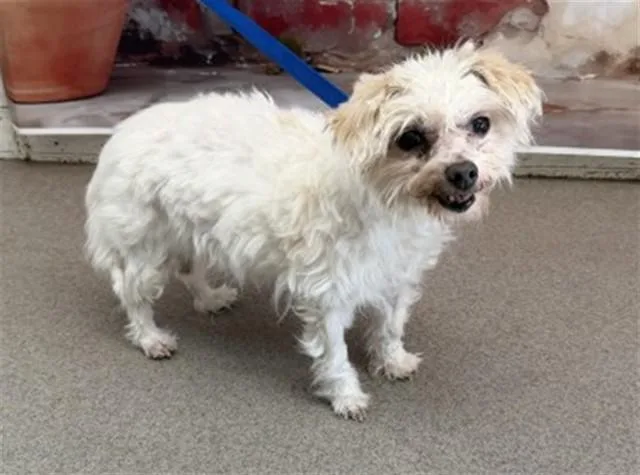 An adult small-sized female Australian Terrier dog named Bacca for adoption in San Bernardino, CA