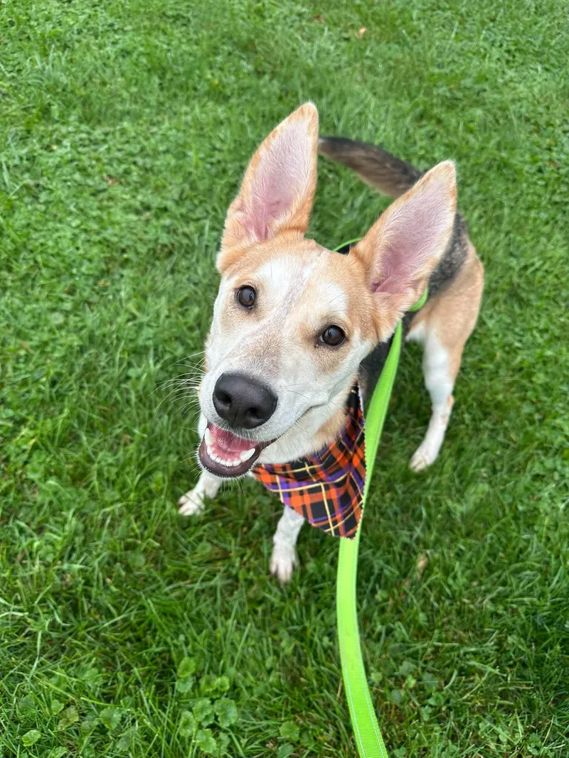 An adult large-sized female Shepherd dog named Flora for adoption in Valparaiso, IN