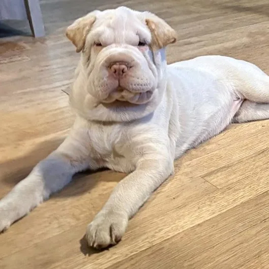 A baby medium-sized female Shar-Pei dog named Juliette for adoption in Oklahoma City, OK