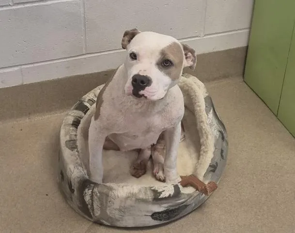A young medium-sized female Pit Bull Terrier dog named Sunny for adoption in Decatur, IL