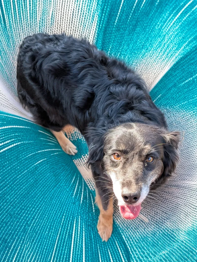 An adult medium-sized female Bicolor Australian Shepherd dog named Mavis for adoption in COEUR D ALENE, ID