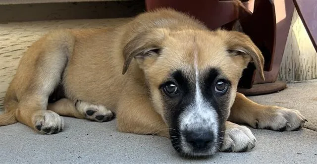 A baby small-sized female Great Pyrenees dog named Orca for adoption in Santa Cruz, CA