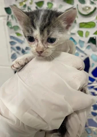 A baby small-sized female Domestic Short Hair cat named Bebe for adoption in Pensacola, FL