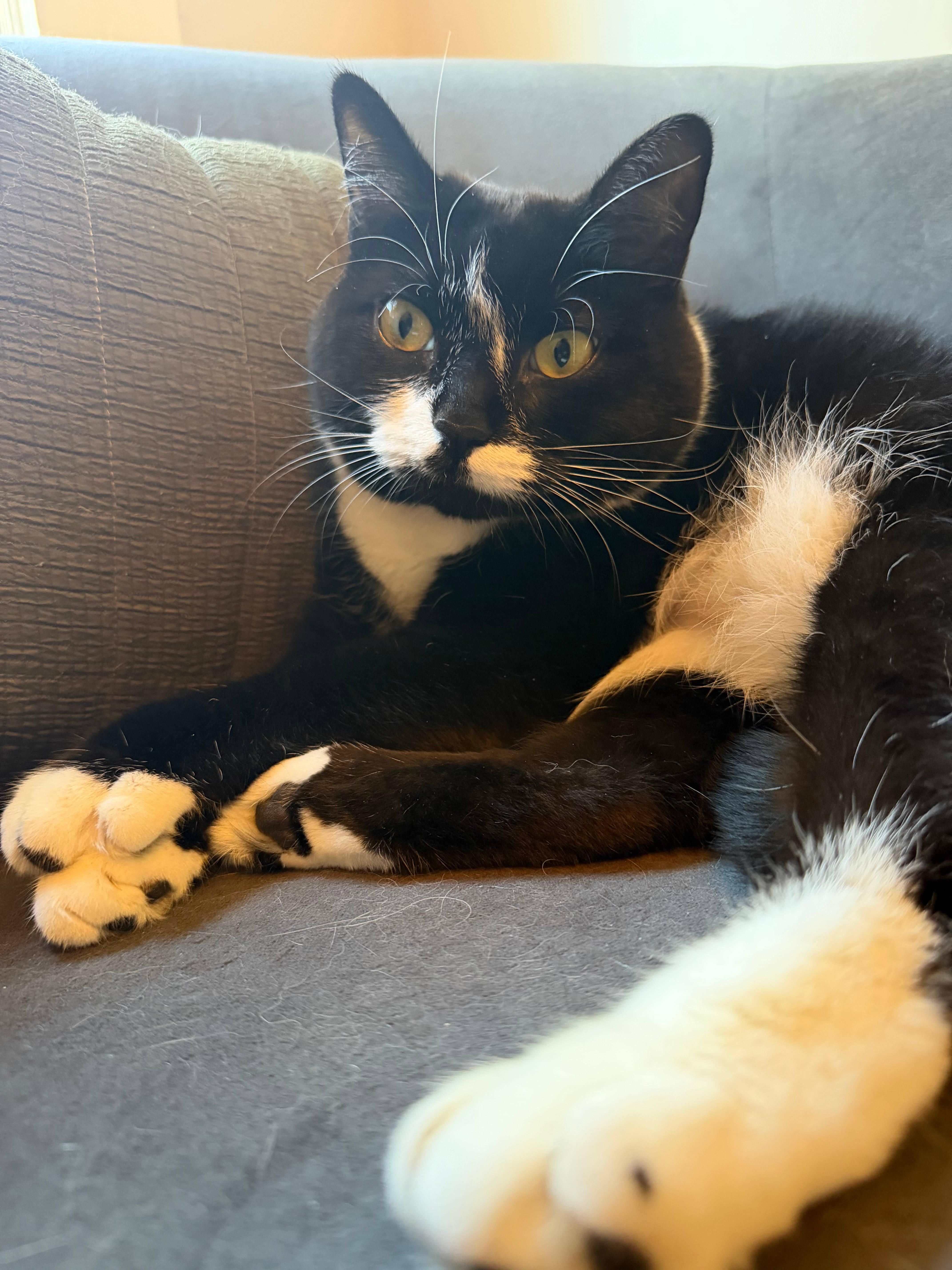 An adult medium-sized female Domestic Short Hair cat named Maggie for adoption in Melrose, MA