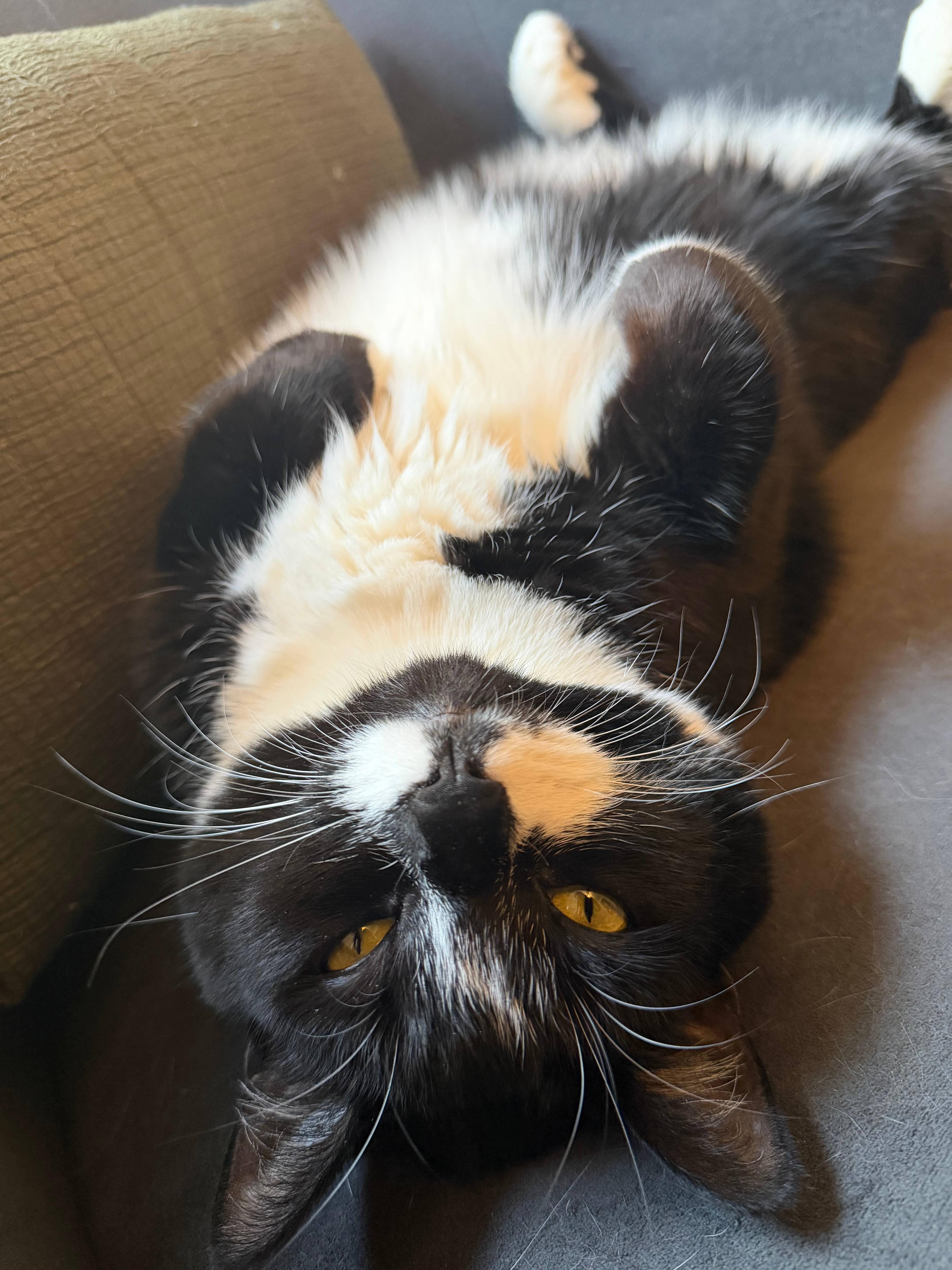 Maggie thumbnail 3