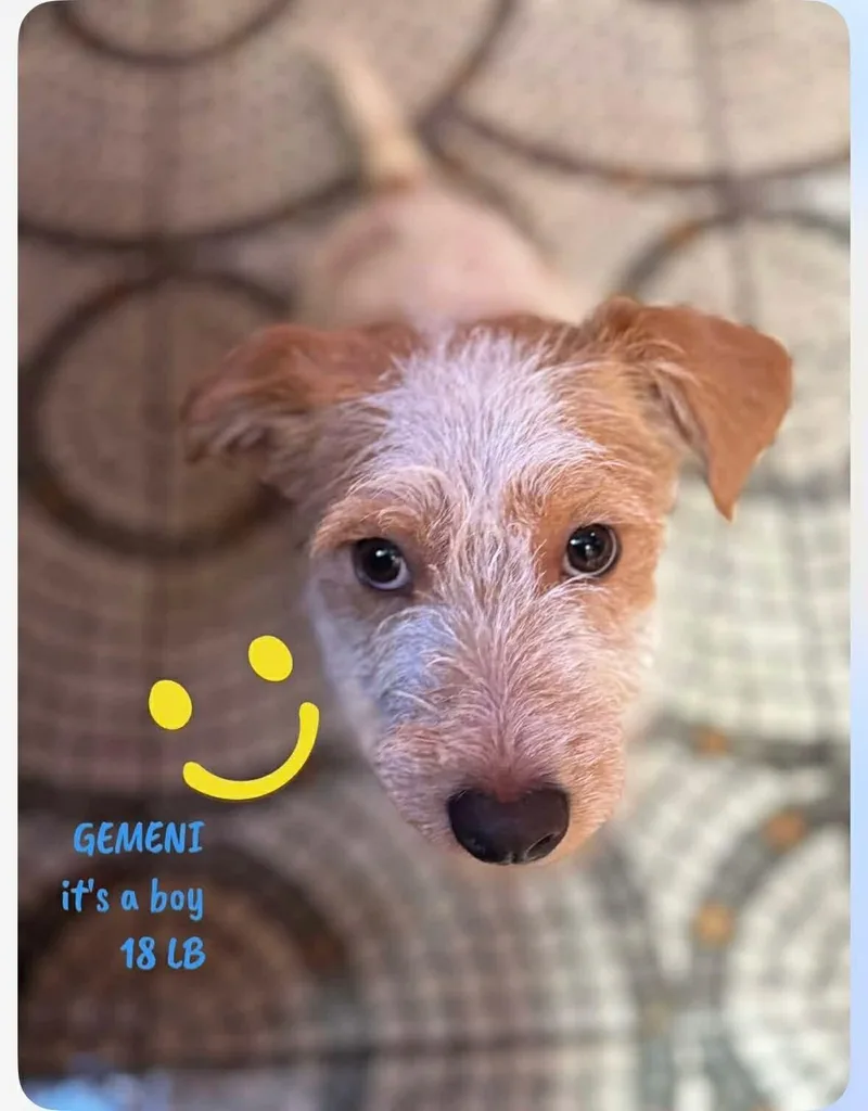 Gemini