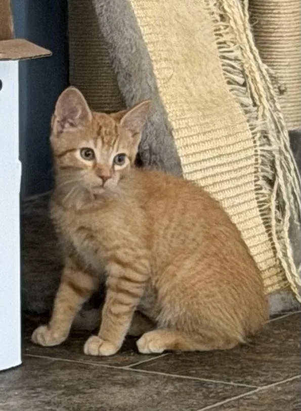 A young medium-sized male Orange / Red Domestic Short Hair cat named Timon for adoption in Elkins, WV