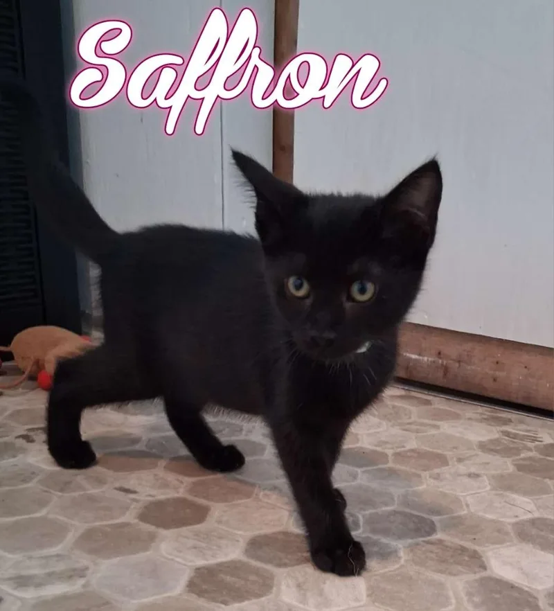 A baby small-sized female Domestic Short Hair cat named Saffron for adoption in Hillsboro, OH