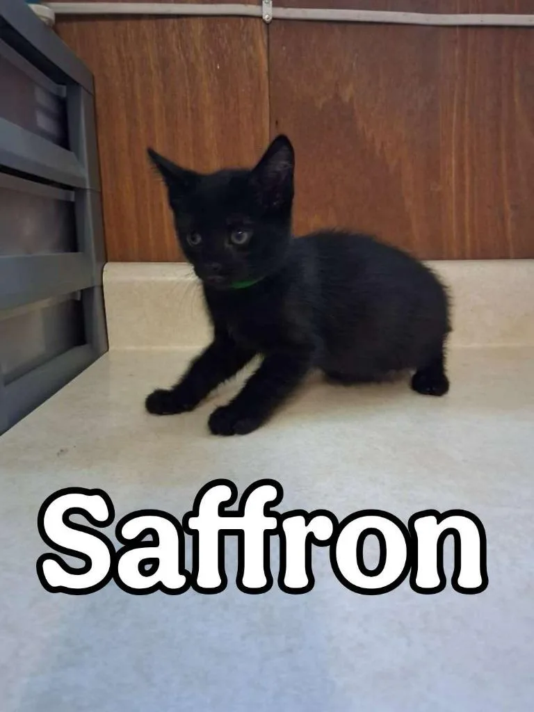 Saffron thumbnail 2