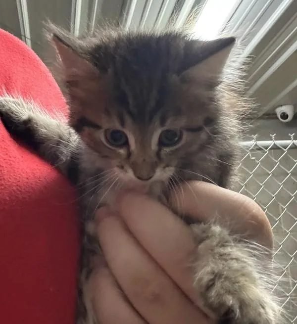 A baby small-sized female Domestic Long Hair cat named Hallie for adoption in Campbellsville, KY