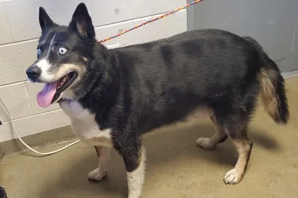 An adult medium-sized male Alaskan Malamute dog named Bear for adoption in Salt Lake City, UT