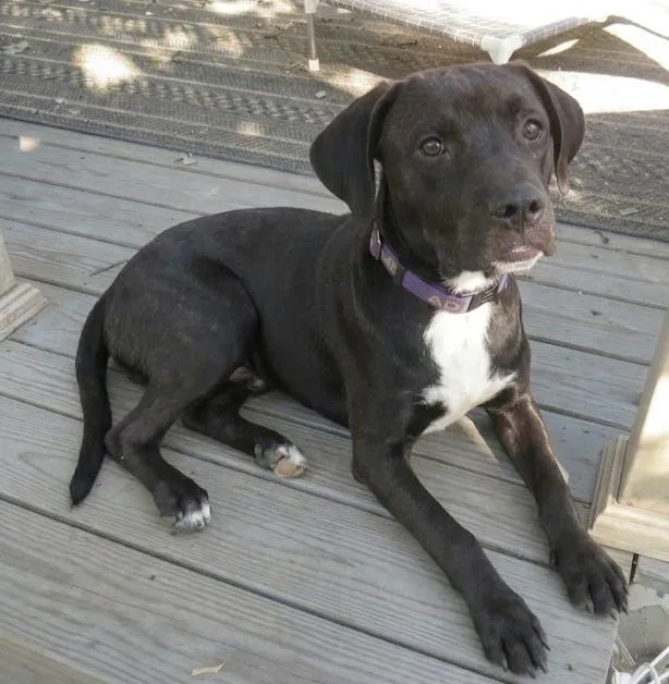 A baby medium-sized male Labrador Retriever dog named Ace for adoption in Crown Point, IN
