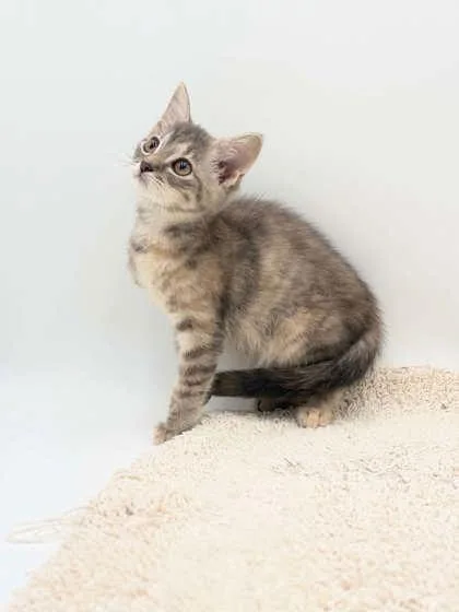 A baby small-sized female Domestic Short Hair cat named Angel for adoption in Bowling Green, KY