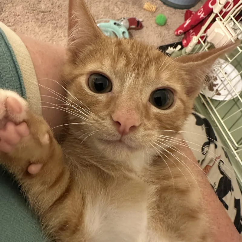 A baby medium-sized male Tabby (Orange / Red) Domestic Short Hair cat named Shere Khan for adoption in Washington, PA
