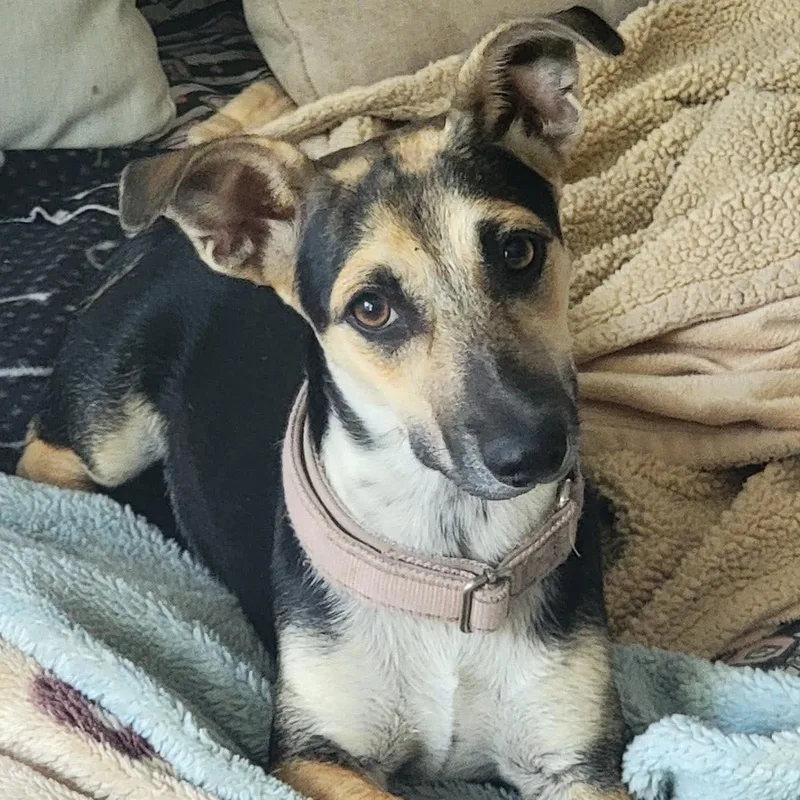 A baby small-sized female White / Cream Corgi dog named Chibby for adoption in Austin, TX