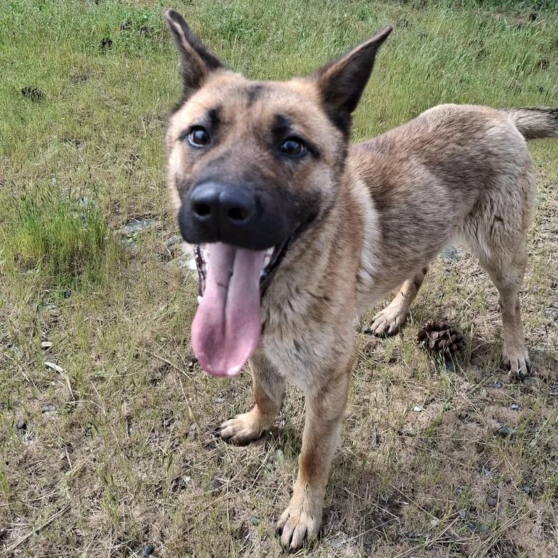 An adult medium-sized female Yellow / Tan / Blond / Fawn German Shepherd Dog dog named Athena for adoption in Weaverville, CA