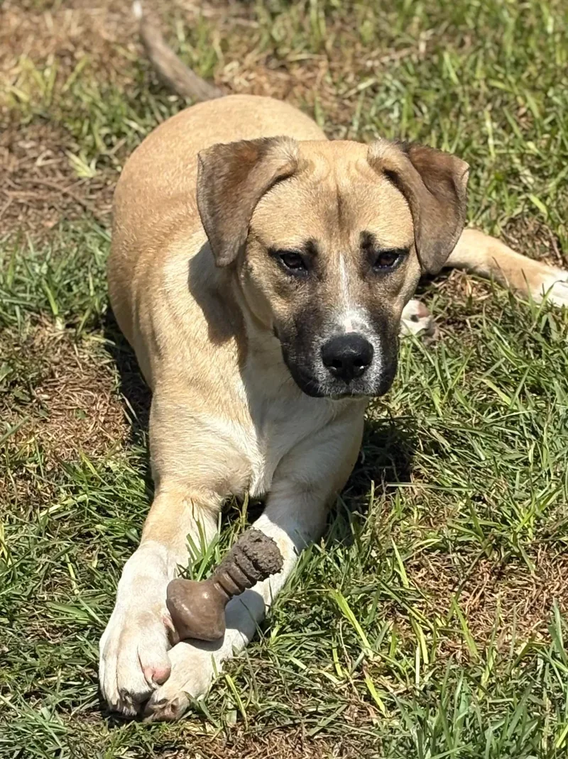 A young medium-sized male Shepherd dog named Aspen for adoption in eufaula, AL