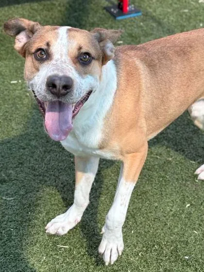 Candy Corn thumbnail 2