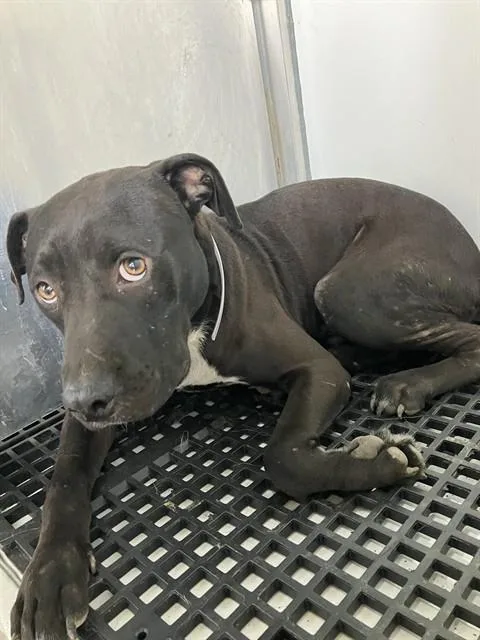 A young medium-sized male Mixed Breed dog named Julian for adoption in Dallas, TX
