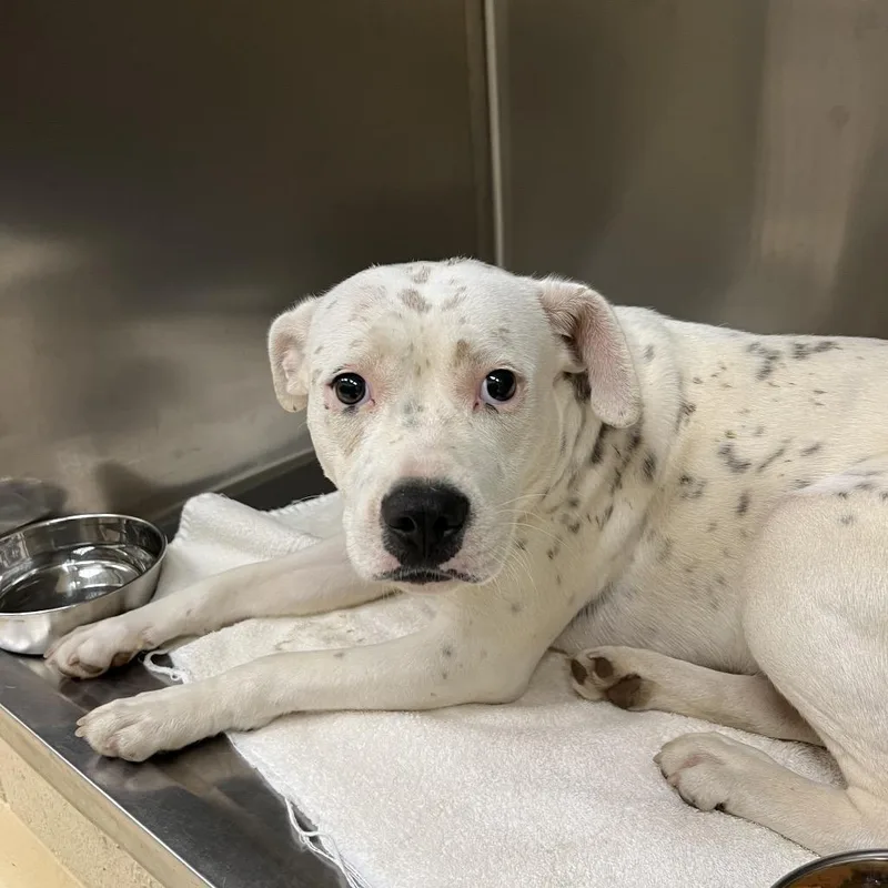 A young medium-sized female White / Cream Mixed Breed dog named Louise for adoption in Winston-Salem, NC