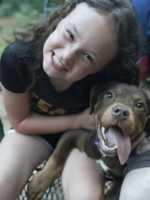 A baby medium-sized female Brown / Chocolate Doberman Pinscher dog named Hazel for adoption in Watertown, CT