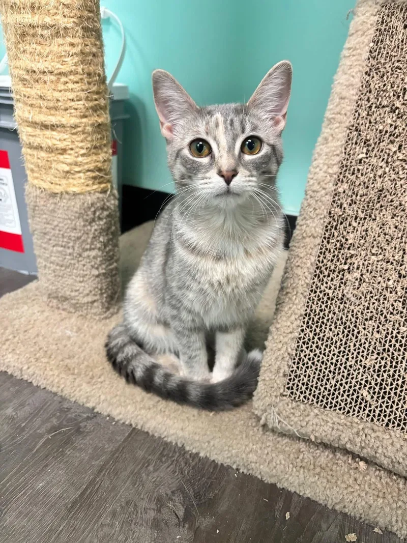 A young medium-sized female Domestic Short Hair cat named Lucky Charm for adoption in Rochester, NY