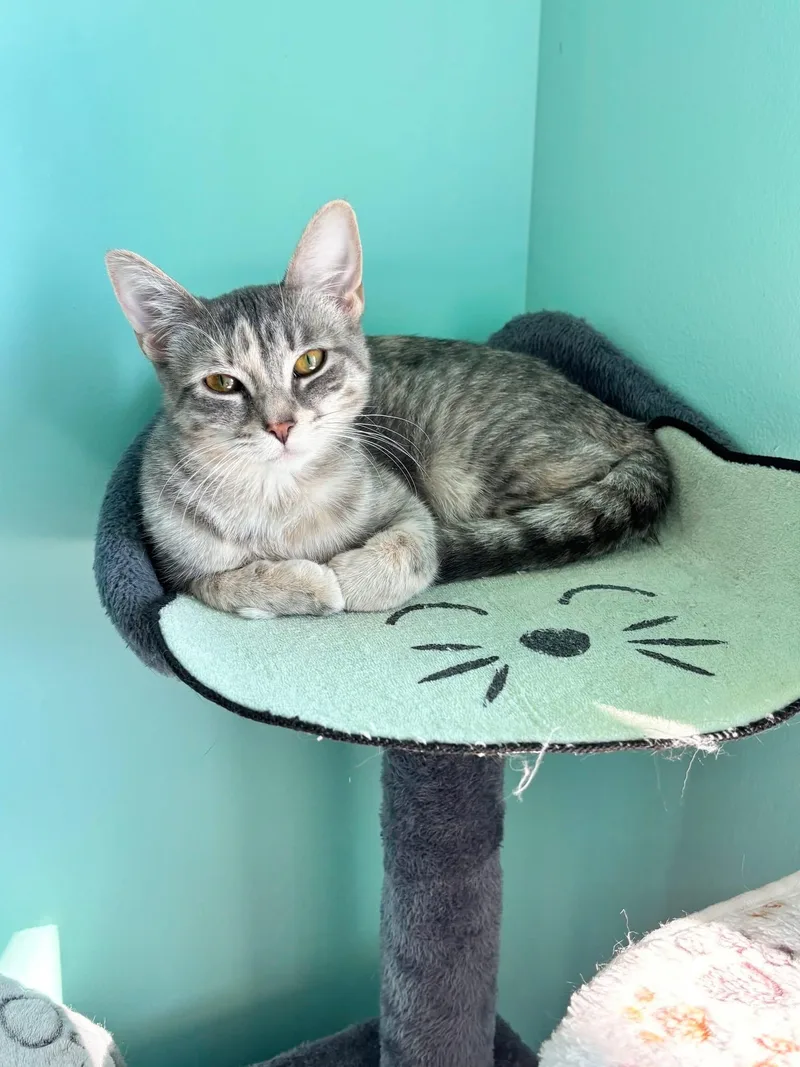 Lucky Charm thumbnail 2