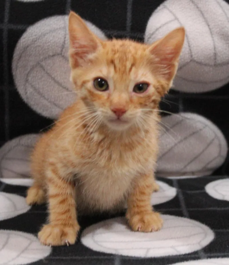 A baby medium-sized male Domestic Short Hair cat named Ginger for adoption in Vacaville, CA