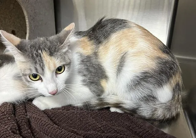 A young small-sized female Domestic Short Hair cat named Erie for adoption in Norco, CA